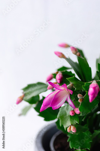 Wallpaper Mural Pink Schlumbergera, Christmas cactus or Thanksgiving cactus on white background. Close up. Torontodigital.ca