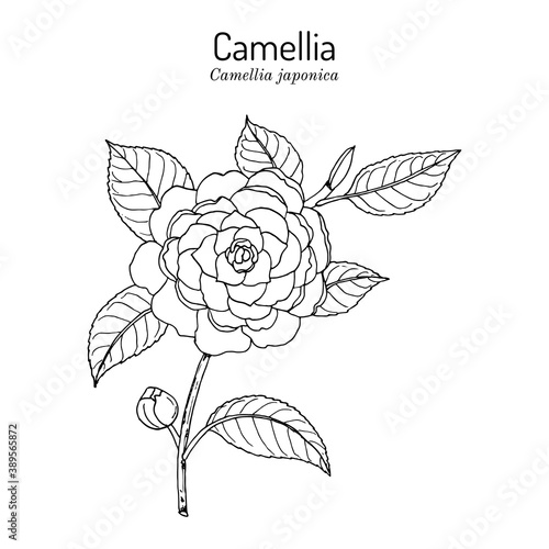 Japanese camellia, or tsubaki Camellia japonica , ornamental plant