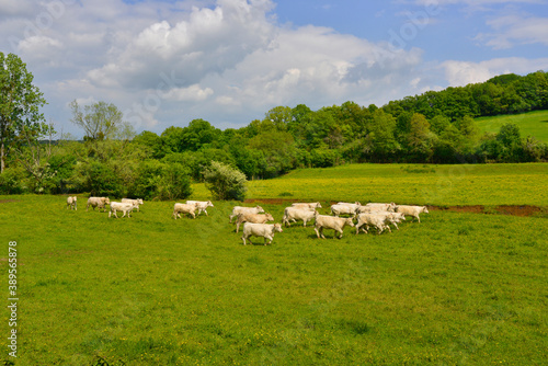 Troupeau de vachettes charolaises au trot. Nièvre en   Bourgogne- Franche-Comté, France