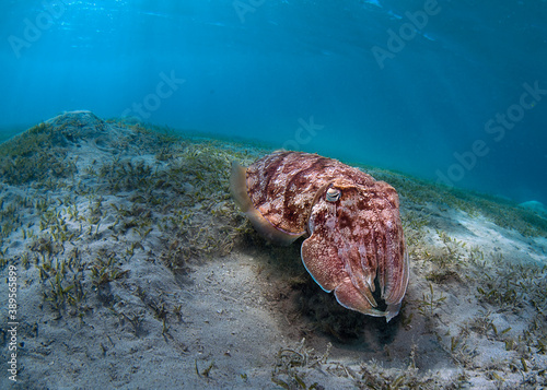 Sephia Pharaonis in Red sea