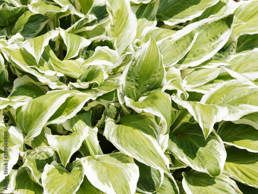 Obraz premium (Hosta undulata) Decorative groundcover of plantain lily, foliage plant, incredible elegance with wavy green leaves and white margin 