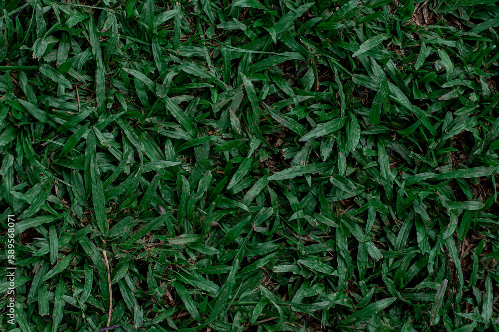 Green grass texture for background. Green lawn pattern and texture background. Close-up. Green grass texture for background. Green lawn pattern and texture background. Close-up.