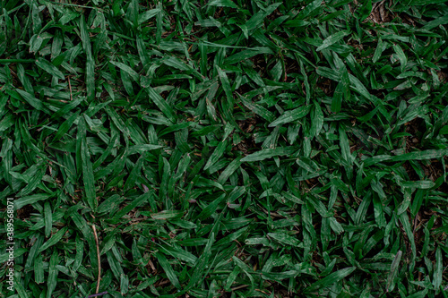 Green grass texture for background. Green lawn pattern and texture background. Close-up.