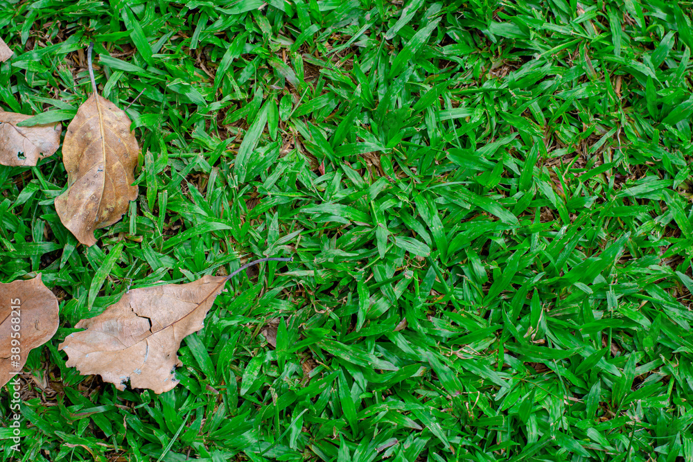 Obraz premium Green grass pattern and texture for background. Close-up