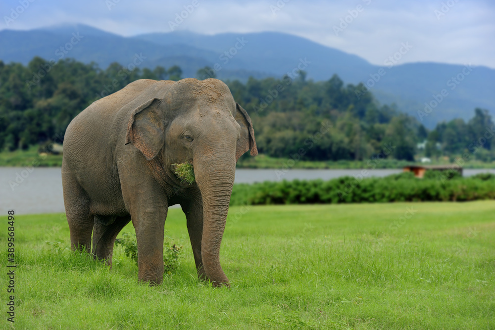 Obraz premium Elephants in National Park of Sri Lanka