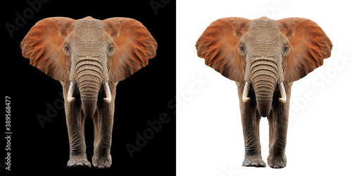 Photography Elephant on two color background