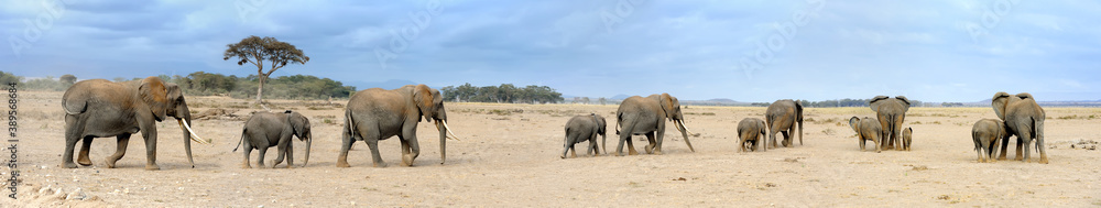 Elephants in National park of Kenya