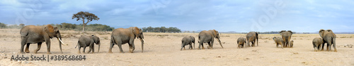 Elephants in National park of Kenya