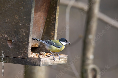great tit on a branch near the bird feeder