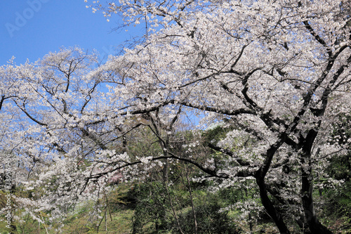 Wallpaper Mural さくら Torontodigital.ca