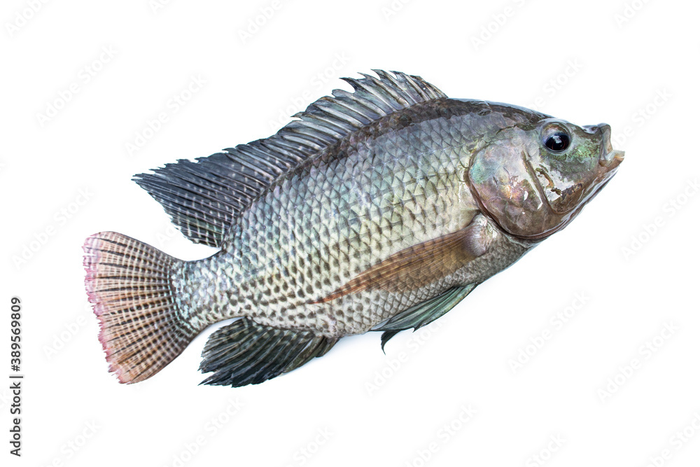 Fototapeta premium Tilapia fish isolated on white background.
