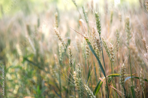 Close-up of ripening wheat in the summer field