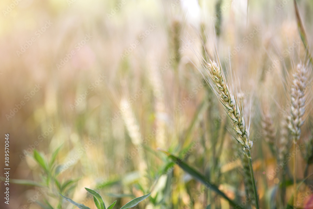 Close-up of ripening wheat in the summer field Close-up of ripening wheat in the summer field