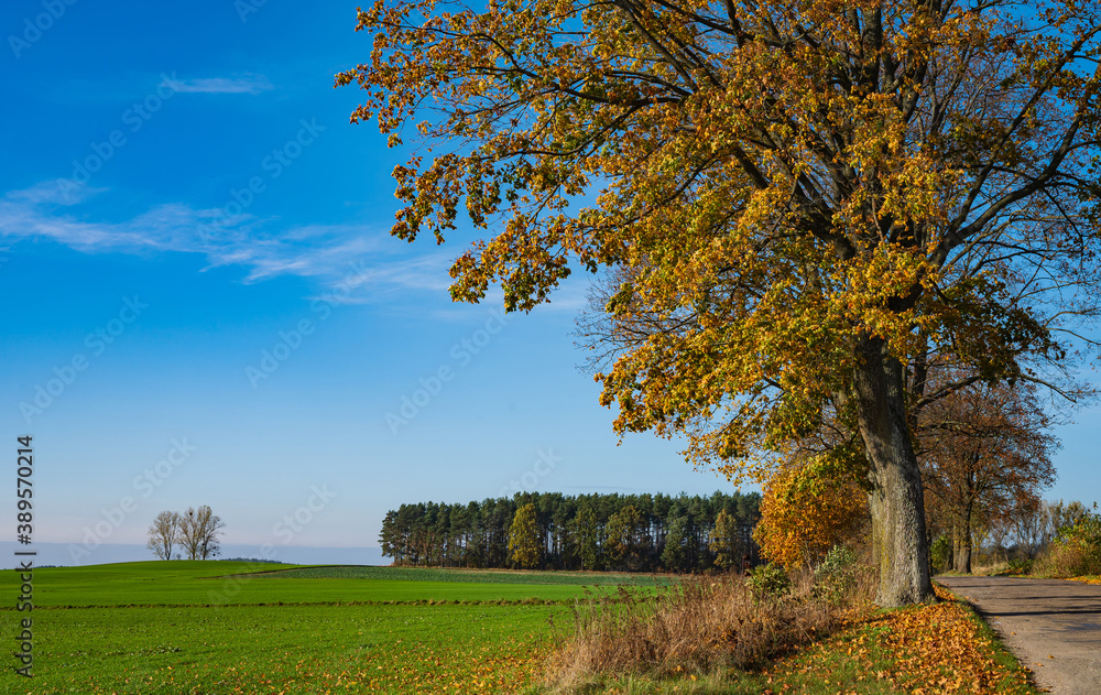 autumn road, autumn, road, village, tree, nature, poland autumn road, autumn, road, village, tree, nature, poland