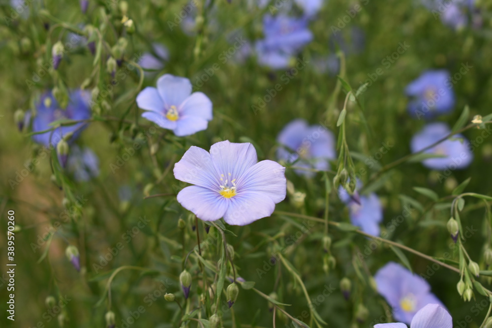 Flowering flax Flowering flax