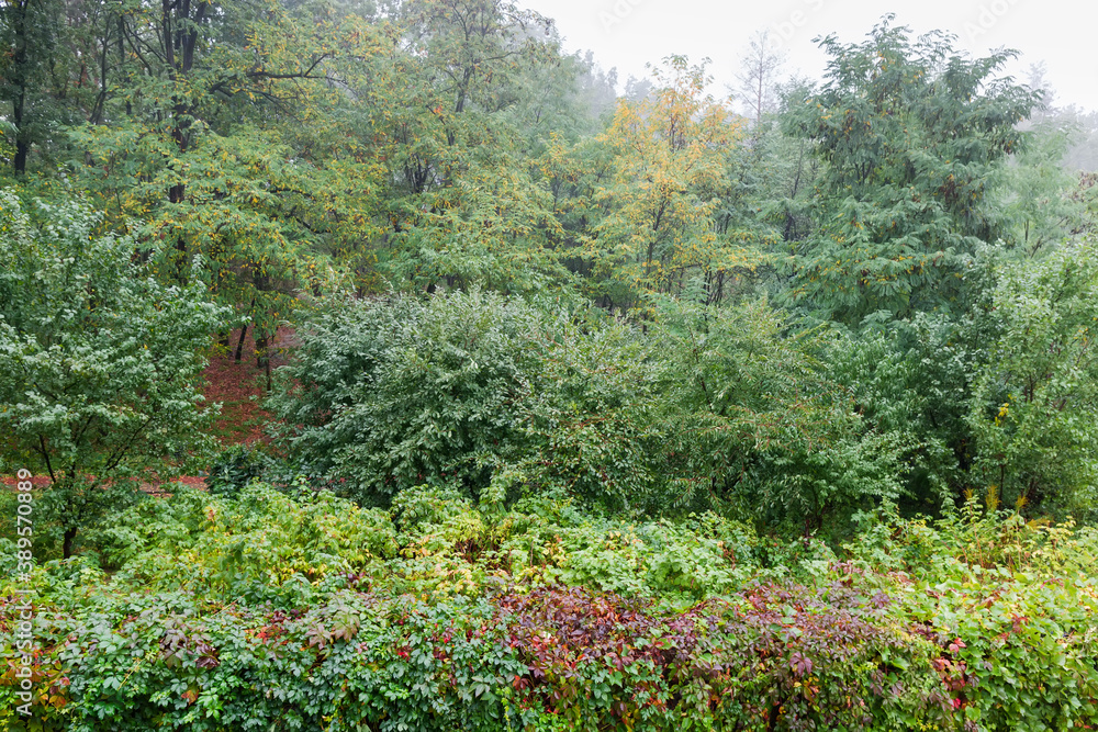 Autumn park with different trees, bushes and ivy during rain Autumn park with different trees, bushes and ivy during rain