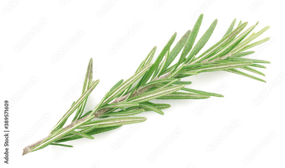 Fototapeta premium Rosemary isolated on white background