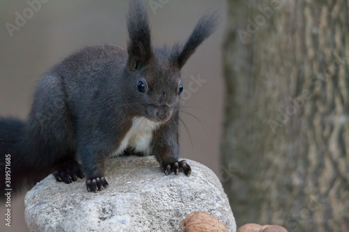 European brown squirrel in winter coatl looking for nuts