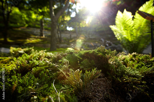 Wallpaper Mural green moss on a tree Torontodigital.ca