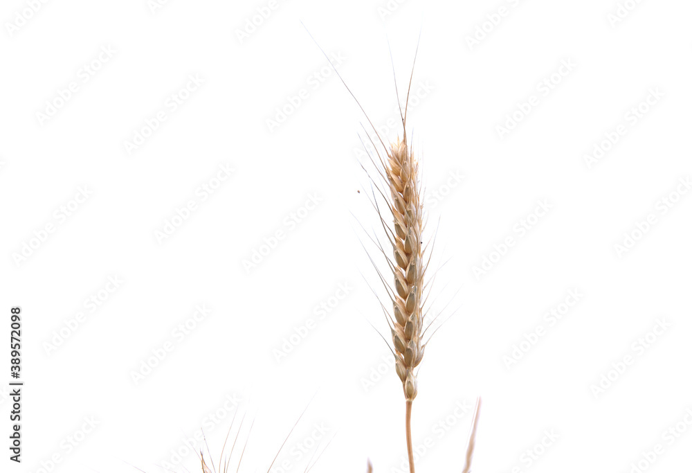 Closeup of a ripe wheat ear on white background Closeup of a ripe wheat ear on white background