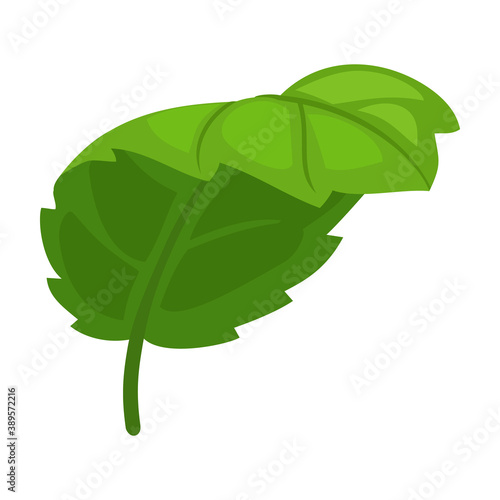 Mint leaf cartoon vector icon.Cartoon vector illustration fresh peppermint. Isolated illustration of mint leaf icon on white background.
