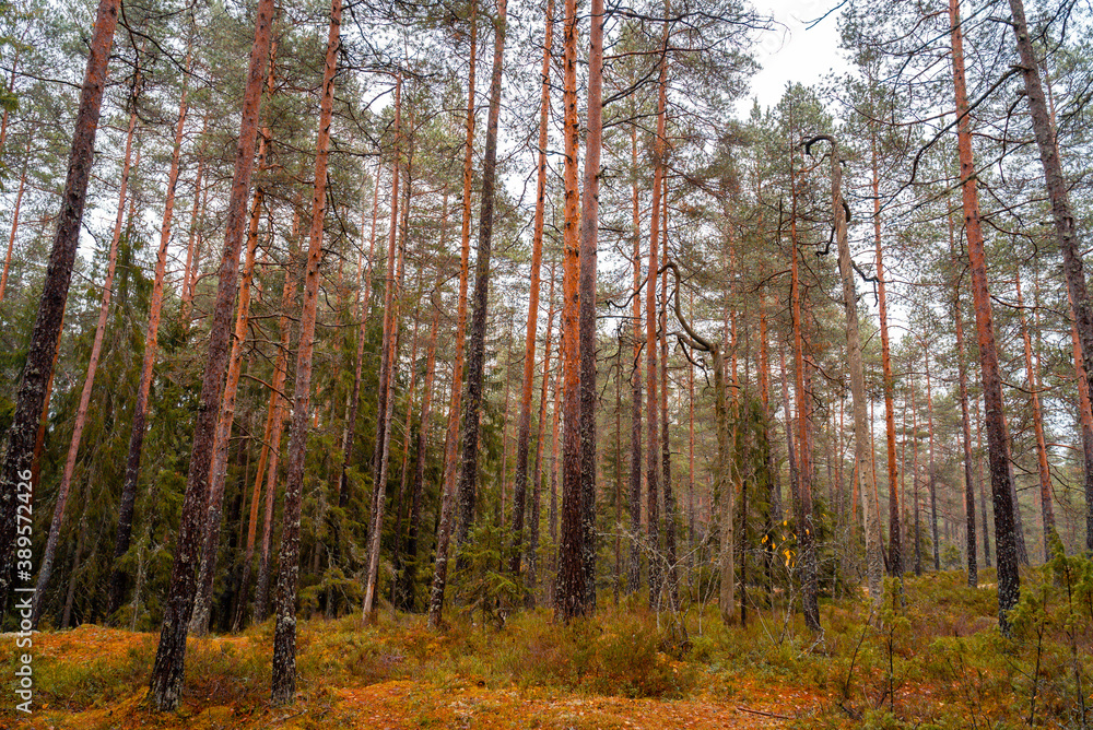 Fototapeta premium Lapland landscape in finland, Finland