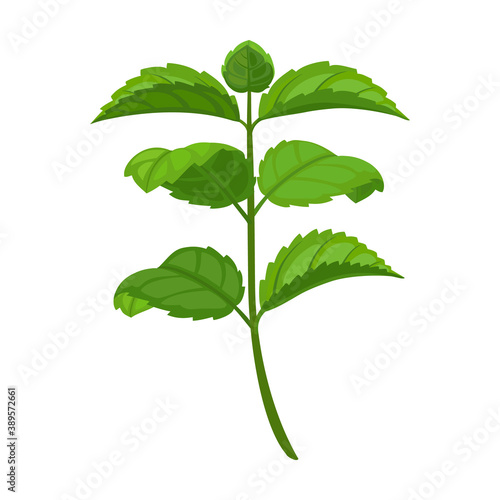 Mint leaf cartoon vector icon.Cartoon vector illustration fresh peppermint. Isolated illustration of mint leaf icon on white background.