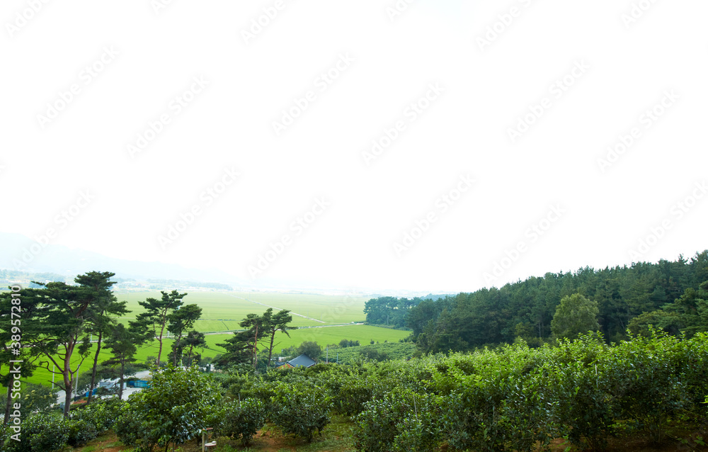 Obraz premium berries on a branch