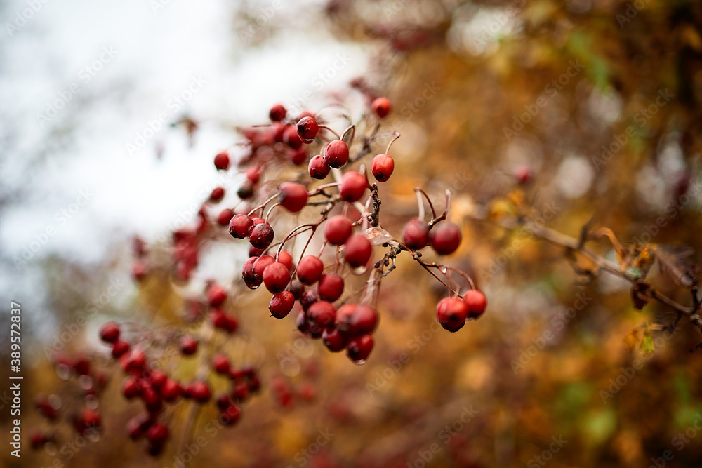 colors of fall colors of fall