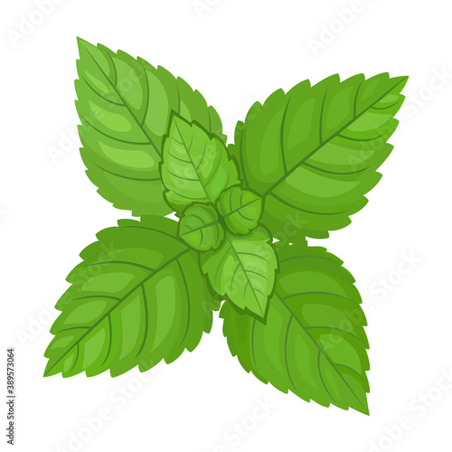 Mint leaf cartoon vector icon.Cartoon vector illustration fresh peppermint. Isolated illustration of mint leaf icon on white background.
