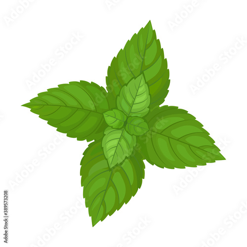 Mint leaf cartoon vector icon.Cartoon vector illustration fresh peppermint. Isolated illustration of mint leaf icon on white background.