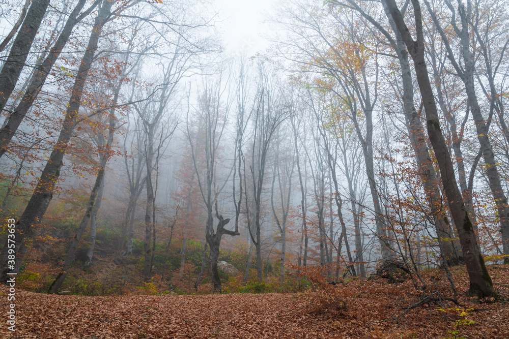 Fototapeta premium Foggy bare autumn forest landscape
