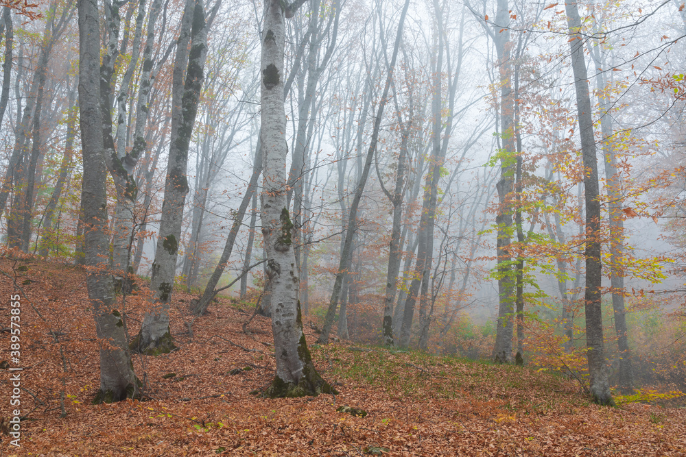 Foggy bare autumn forest landscape Foggy bare autumn forest landscape
