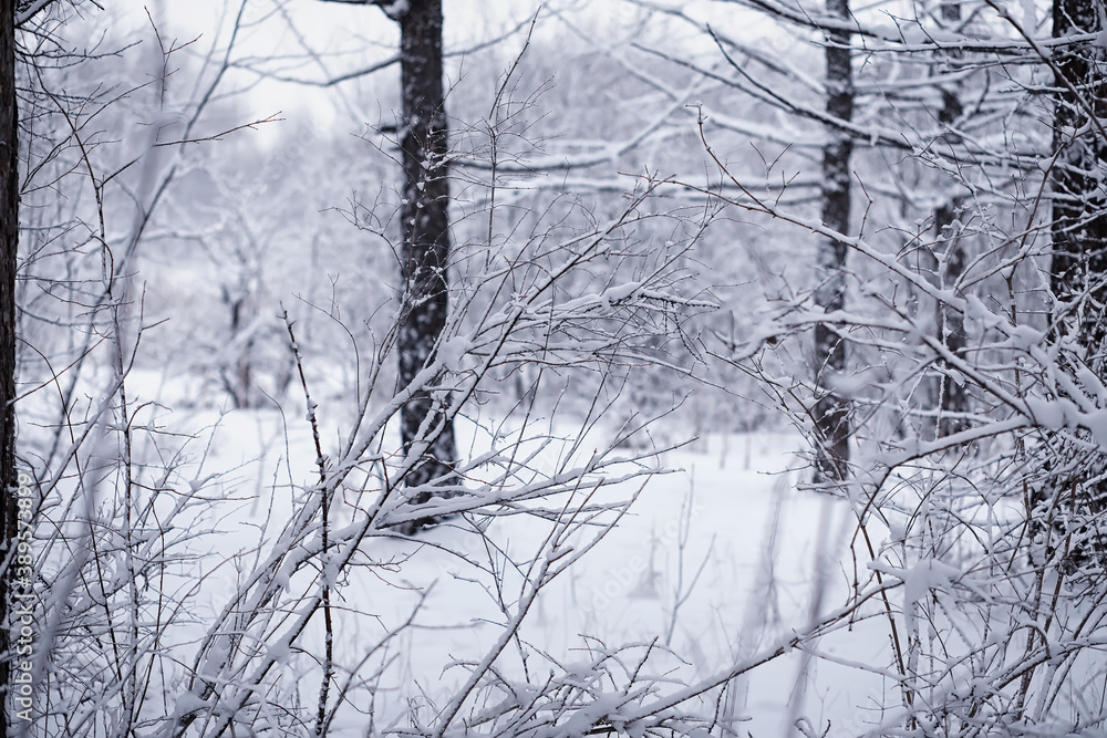 Obraz premium Winter forest. Landscape of the park in winter. Snow-covered trees at the edge.