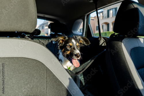 Tricolor border collie dog sitting in back seat of car on a pet seat with sun on face. dog with tongue out. © MinekPSC