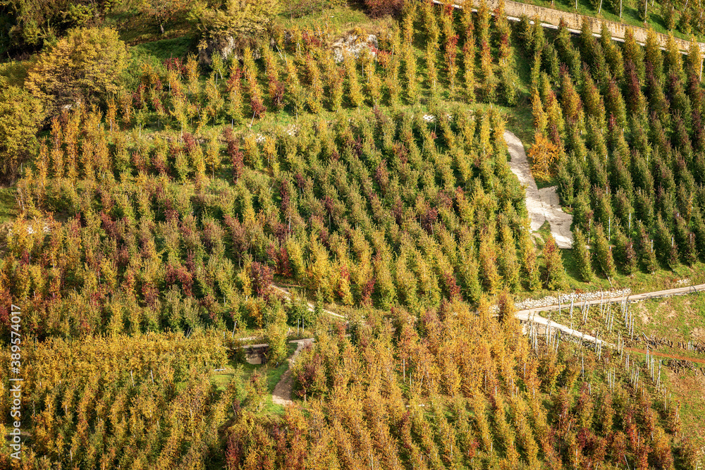 Fototapeta premium Apple Orchard (Golden Delicious Apple) in Autumn seen from above, Trentino-Alto Adige, Trento Province, Italy, southern Europe. 