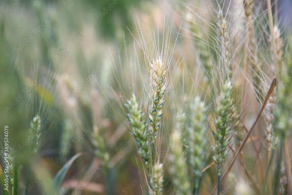 Close-up of wheat ears, a traditional crop that is about to mature Close-up of wheat ears, a traditional crop that is about to mature