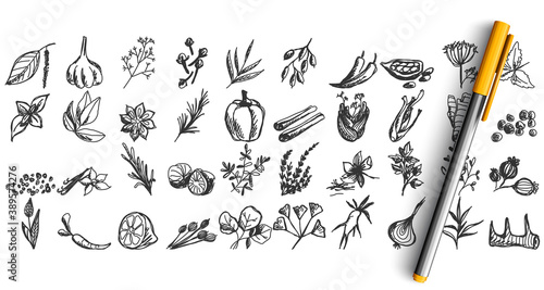 Spices doodle set. Collection of pen pencil chalk hand drawn sketches templates patterns of different condiments coriander carnation ginger isolated in line. Aromatic plants for cooking illustration.