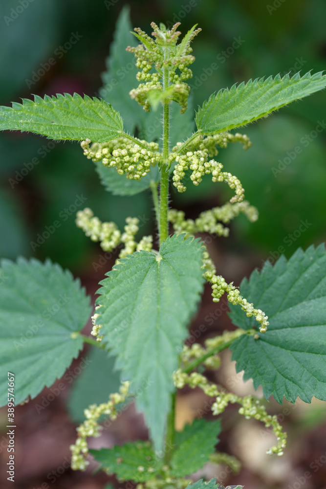 Common or Stinging Nettle, Urtica dioica, small plant macro, selective focus Common or Stinging Nettle, Urtica dioica, small plant macro, selective focus