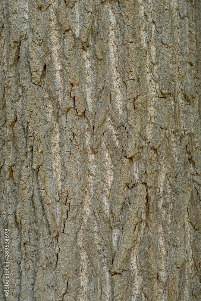 Obraz premium Baumrinde
