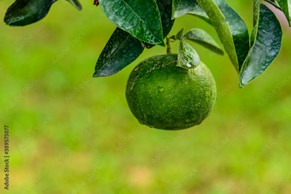 Green mandarin fruit on tree at the orchard Green mandarin fruit on tree at the orchard