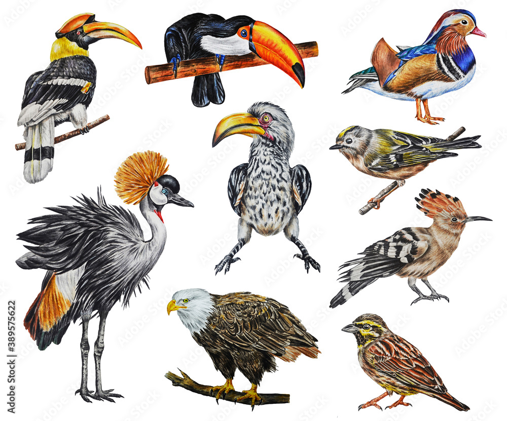 Fototapeta premium A large set of different birds. Toucan, crane, bunting, mandarin duck, kinglet, hoopoe, hornbill, eagle. Watercolor collection of world birds. Isolated illustration.