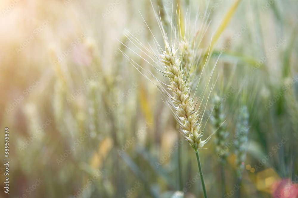 The ripening wheat in the summer wheat field The ripening wheat in the summer wheat field