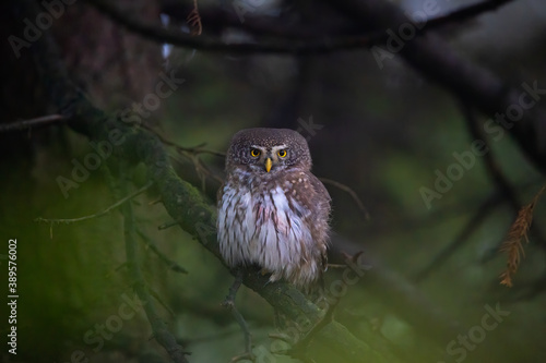 Glaucidium passerinum sits on a branch at night and looks at the prey. photo