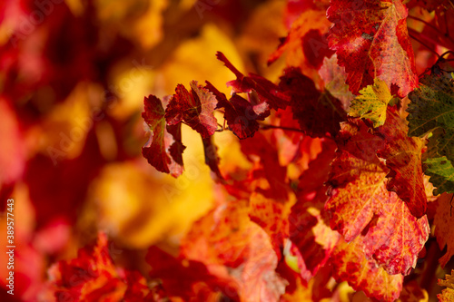 vines in autumn lambrusco grasparossa castelvetro photo