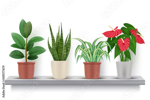 Home plants. Realistic flowers with leaves in pots decorative vase vector illustrations. Plant blooming flowerpot, flower on shelf
