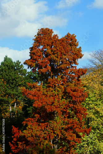 Sumpfzypresse im Hamburger Park Planten un Blomen photo