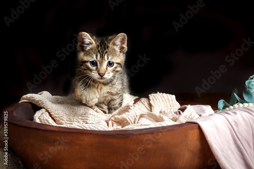 Fotografi Cute Small Toyger kitten with tiger stripes in a dark studio closeup