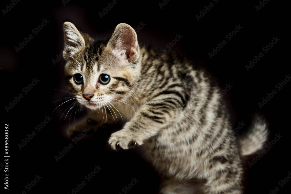 Cute Small Toyger kitten with tiger stripes in a dark studio closeup