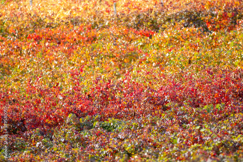 vines in autumn lambrusco grasparossa castelvetro photo